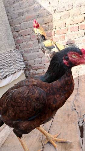 All Aseel Hens Mail _&_Femail Number Call & Whatsapp 0315312166