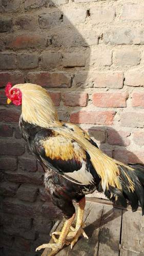 All Aseel Hens Mail _&_Femail Number Call & Whatsapp 0315312166