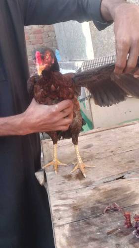 All Aseel Hens Mail _&_Femail Number Call & Whatsapp 0315312166