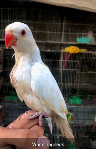 all colour available  Grey Parrot