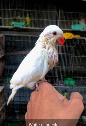 all colour available  Grey Parrot