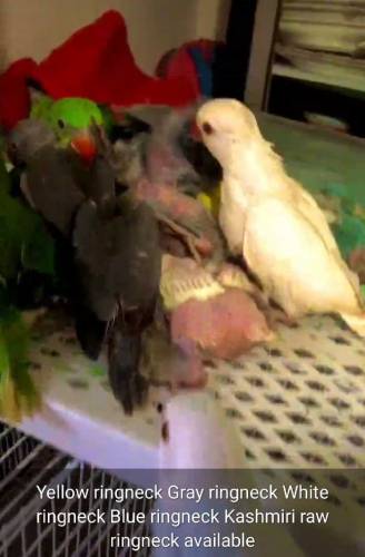 all colour available  Grey Parrot