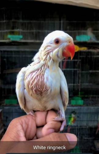 all colour available  Grey Parrot