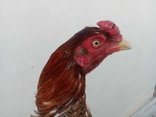 pure Aseel murga available in Multan
