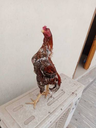 pure Aseel murga available in Multan