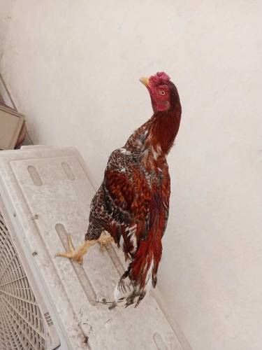 pure Aseel murga available in Multan