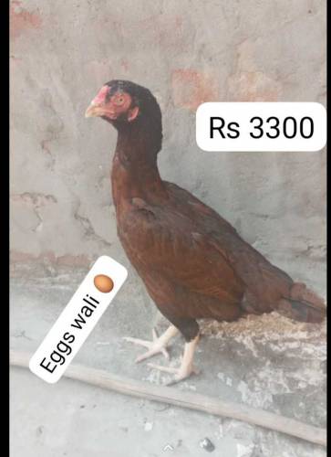 aseel female 