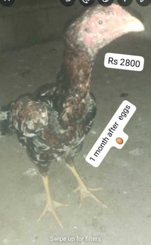 aseel female 