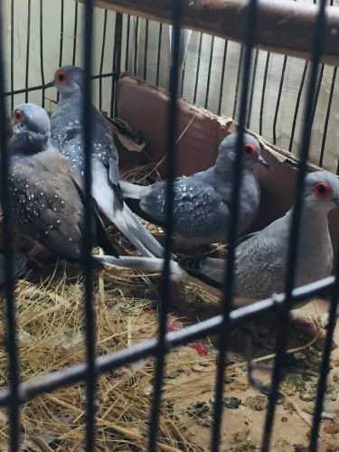 daimand dove barider pair 