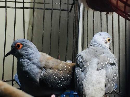 daimand dove barider pair 