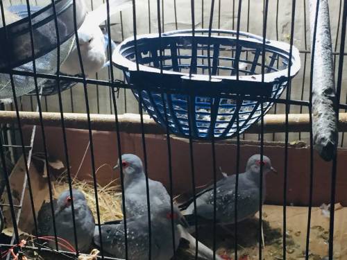 daimand dove barider pair 