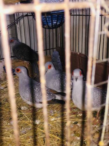 daimand dove barider pair 