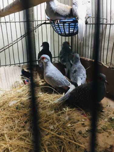 daimand dove barider pair 