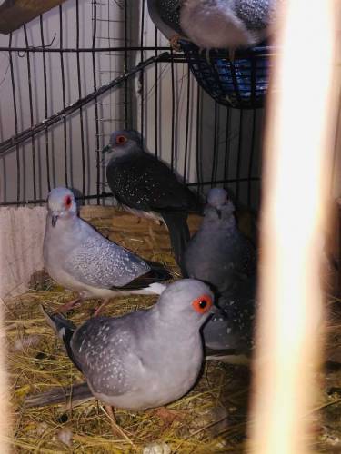 daimand dove barider pair 