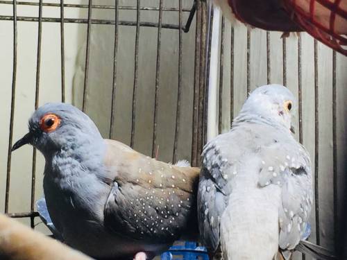 daimand dove barider pair 