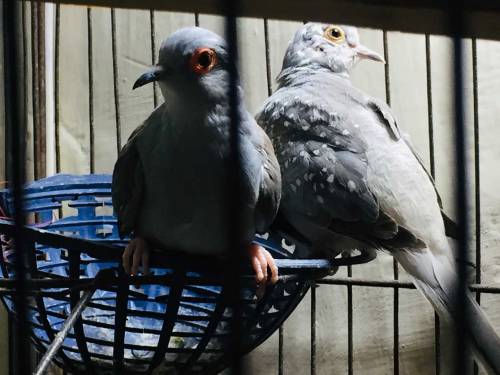 daimand dove barider pair 