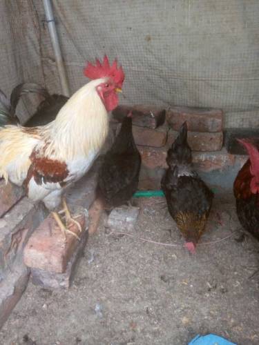 Desi hens