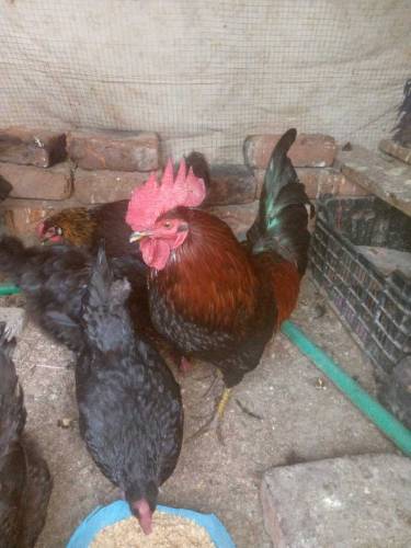 Desi hens