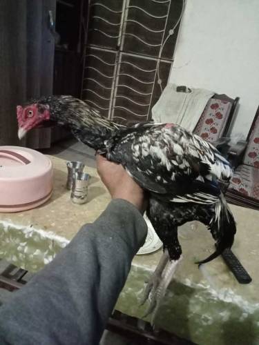 For Sale