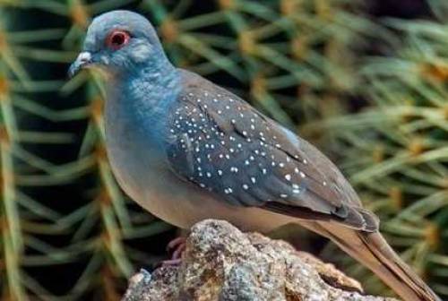 daimand dove barider pair 