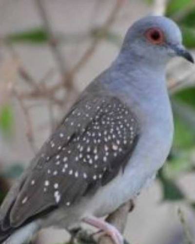 daimand dove barider pair 