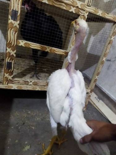 white heera madi 03077738215