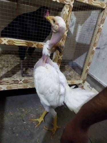 white heera madi 03077738215