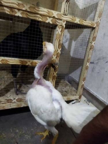 white heera madi 03077738215