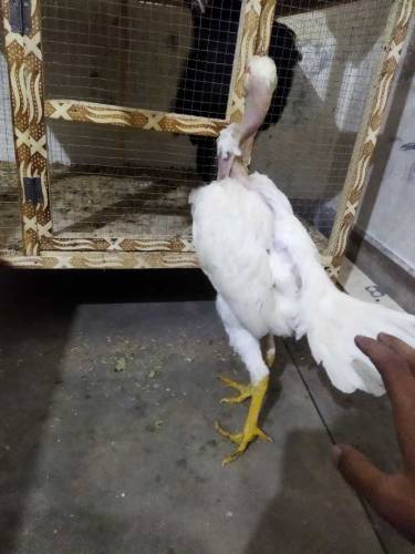white heera madi 03077738215