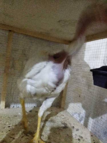 white heera madi 03077738215