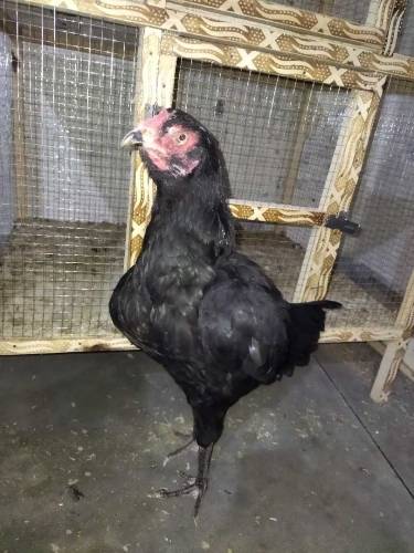 aseel Madi full black mhuski03077738215