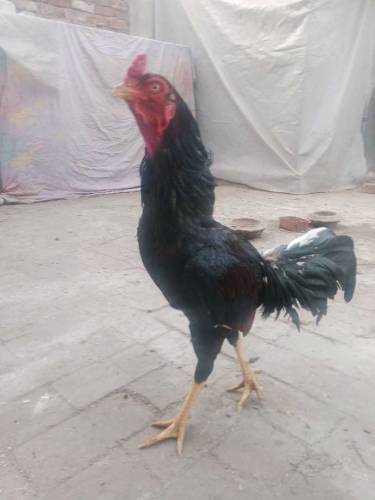 PURE ASEEL MIANWALI 