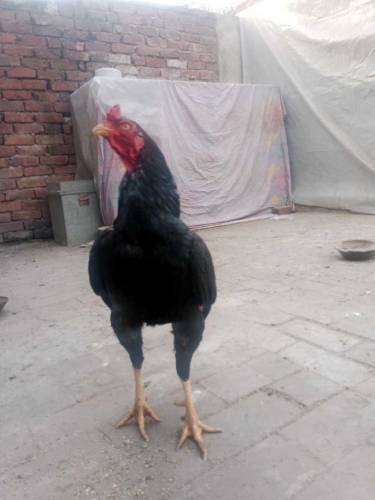 PURE ASEEL MIANWALI 