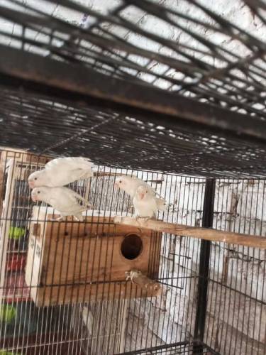 Albino split and Black Persnata Red eyes and split fishery red eyes 
