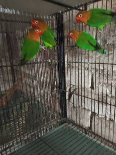 Albino split and Black Persnata Red eyes and split fishery red eyes 