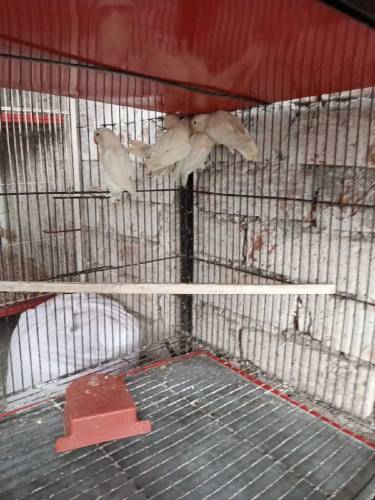 Albino split and Black Persnata Red eyes and split fishery red eyes 