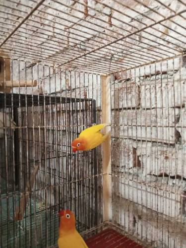 Albino split and Black Persnata Red eyes and split fishery red eyes 