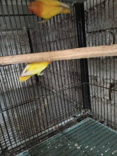 Albino split and Black Persnata Red eyes and split fishery red eyes 