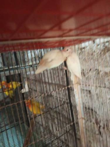 Albino split and Black Persnata Red eyes and split fishery red eyes 
