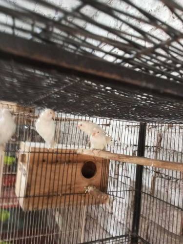 Albino split and Black Persnata Red eyes and split fishery red eyes 