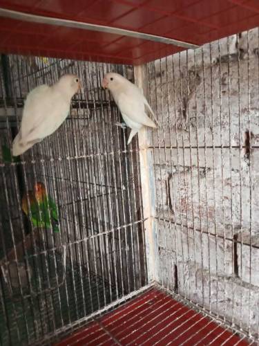 Albino split and Black Persnata Red eyes and split fishery red eyes 