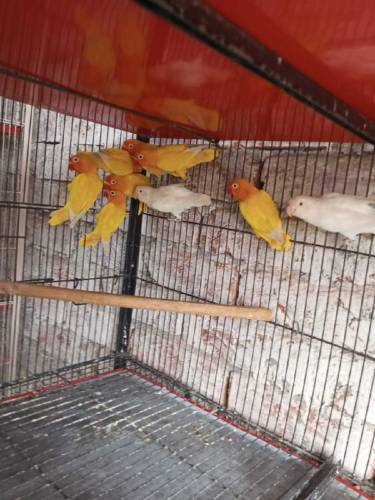 Albino split and Black Persnata Red eyes and split fishery red eyes 