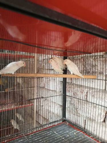 Albino split and Black Persnata Red eyes and split fishery red eyes 
