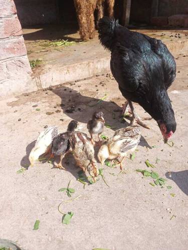 aseel Thai murni k 6 Pisces chicks home breed  boht pyaray ha jis bhai