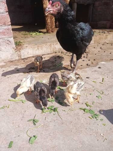 aseel Thai murni k 6 Pisces chicks home breed  boht pyaray ha jis bhai
