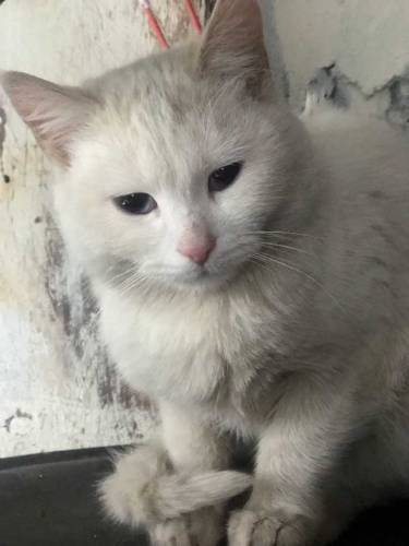 Persian Cat