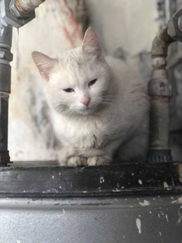 Persian Cat