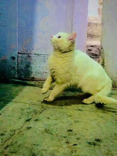 Persian Cat