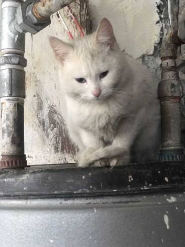 Persian Cat