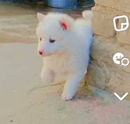 Russian dog male  argent sale